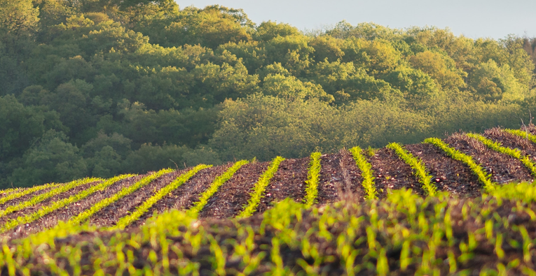 IFC recommends three tools to encourage farmers to reduce agricultural carbon