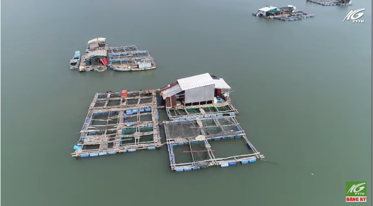 Khoa học kỹ thuật giúp ngư dân phát triển mô hình nuôi cá lồng bè